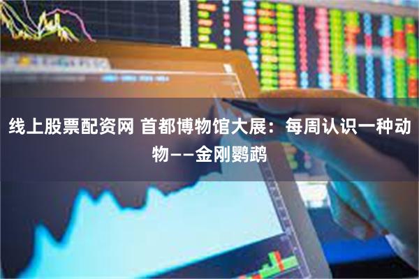 线上股票配资网 首都博物馆大展：每周认识一种动物——金刚鹦鹉